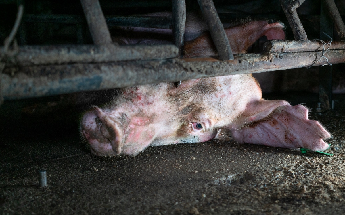 Boe - the boar left to die in Wacol Pig AB centre