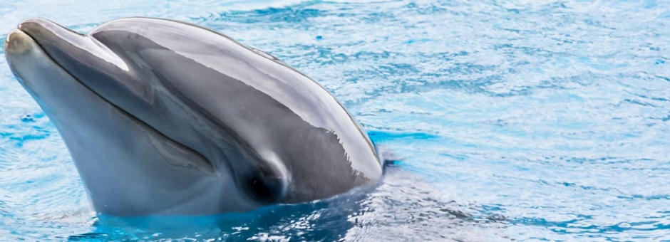 Captive dolphin