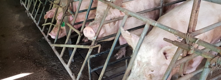 Boars in small stalls at Wacol pig semen collection facility