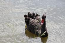 Black Swan at Swan Lake, Port of Brisbane, Qld.