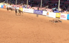 Horse death at Mount Isa rodeo (10 Aug 2018)