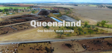 Queensland feedlot drone photo. Caption reads 'One feedlot, mass cruelty.'