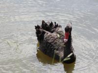 Black Swan at Swan Lake, Port of Brisbane, Qld.