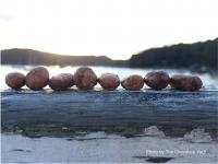 The Chocolate Yogi - chocolates on driftwood - via thechocolateyogi.com.au
