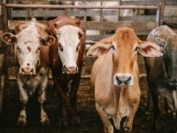 Cows at Dalby Saleyard, November 2019