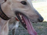 Smithers - A victim of greyhound racing